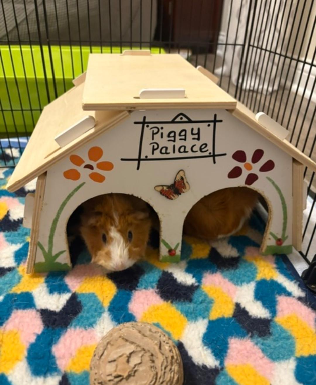Peppa and baby (Courtesy Post), a ADOPTABLE Guinea Pig in West Chester, OH image 3/5