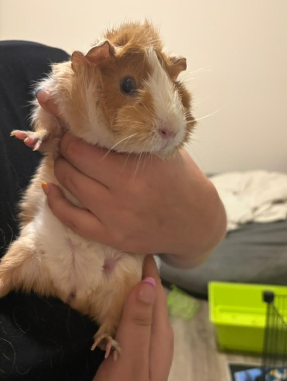 Peppa and baby (Courtesy Post), a ADOPTABLE Guinea Pig in West Chester, OH image 2/5