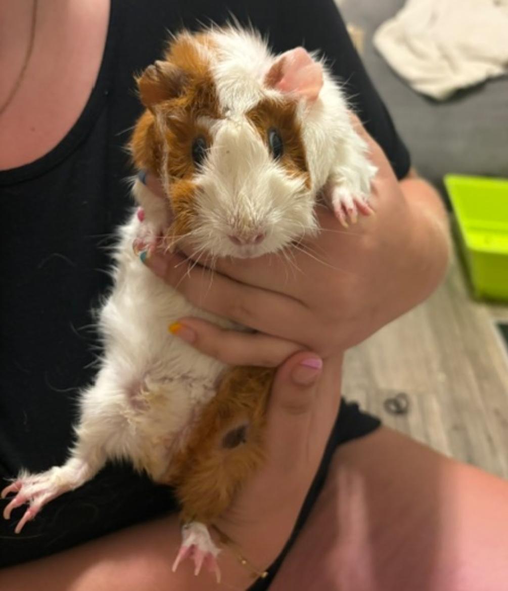 Peppa and baby (Courtesy Post), ADOPTABLE, Young Female Guinea Pig.