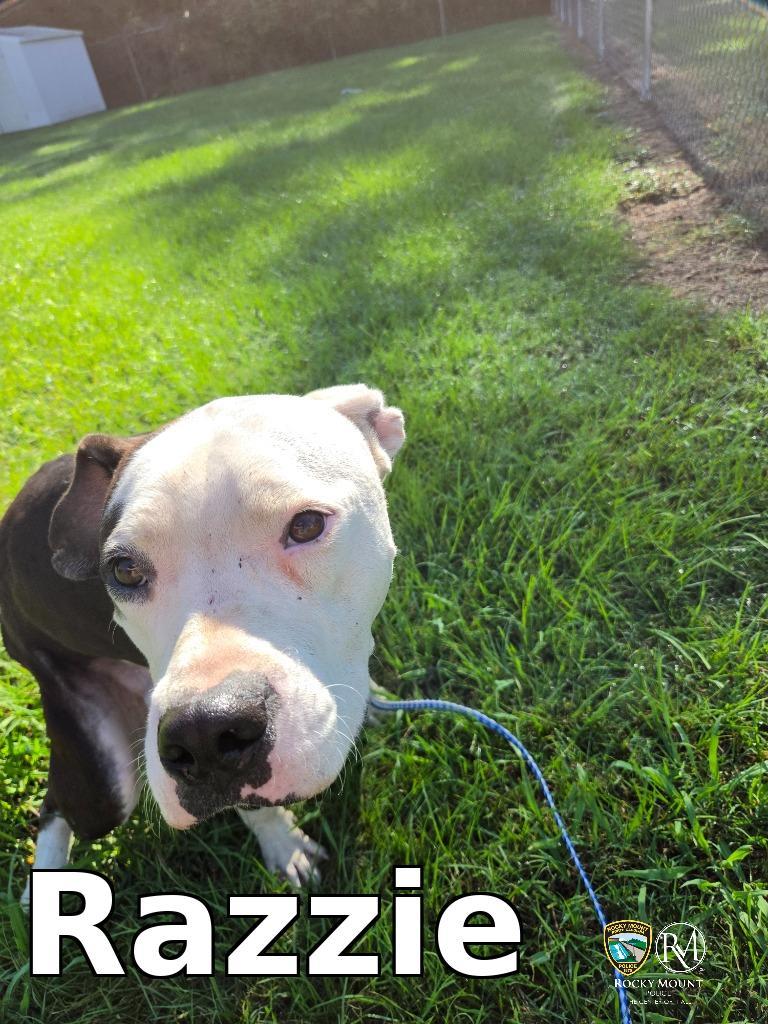 Razzie, Adoptable, Young Male Pit Bull Terrier.