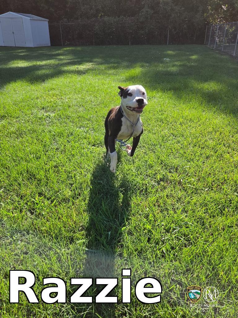 Enlarge Razzie, a Adoptable Pit Bull Terrier in Rocky Mount, NC image 2/3