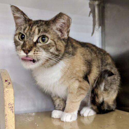 Enlarge Demeter, a Adoptable mixed breed in Knoxville, TN image 1/6