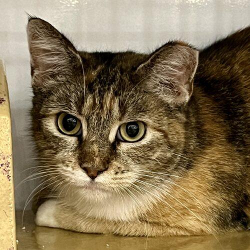 Enlarge Demeter, a Adoptable mixed breed in Knoxville, TN image 2/6