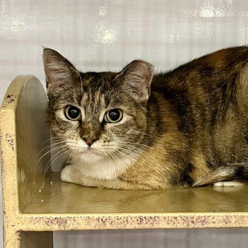 Enlarge Demeter, a Adoptable mixed breed in Knoxville, TN image 3/6