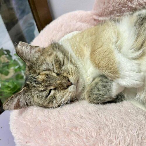 Enlarge Demeter, a Adoptable mixed breed in Knoxville, TN image 4/6