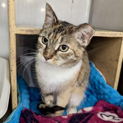 Enlarge Demeter, a Adoptable mixed breed in Knoxville, TN image 6/6