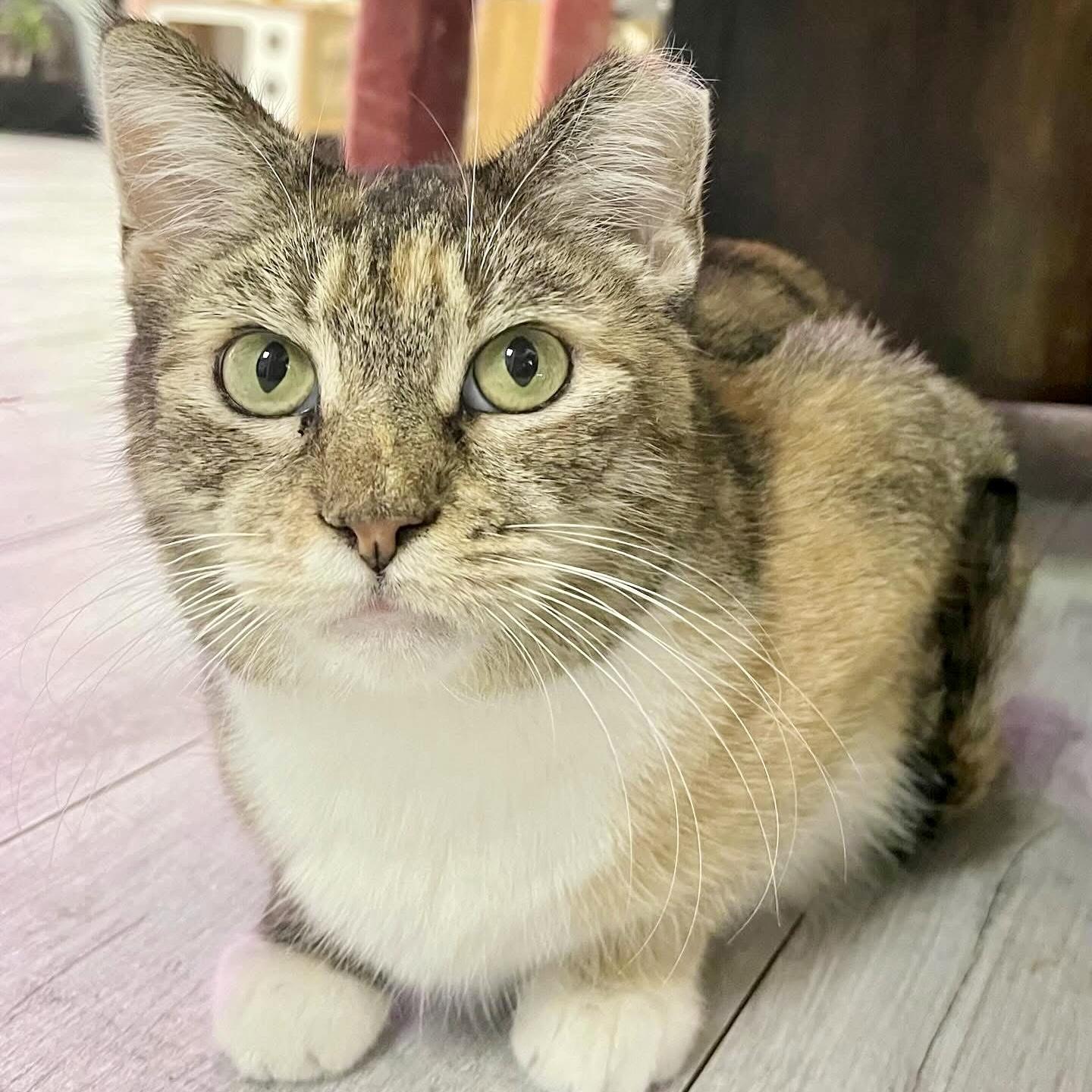 Enlarge Demeter, a Adoptable mixed breed in Knoxville, TN image 6/6