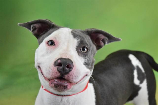 DALIA, Adoptable, Young Female American Staffordshire Terrier.