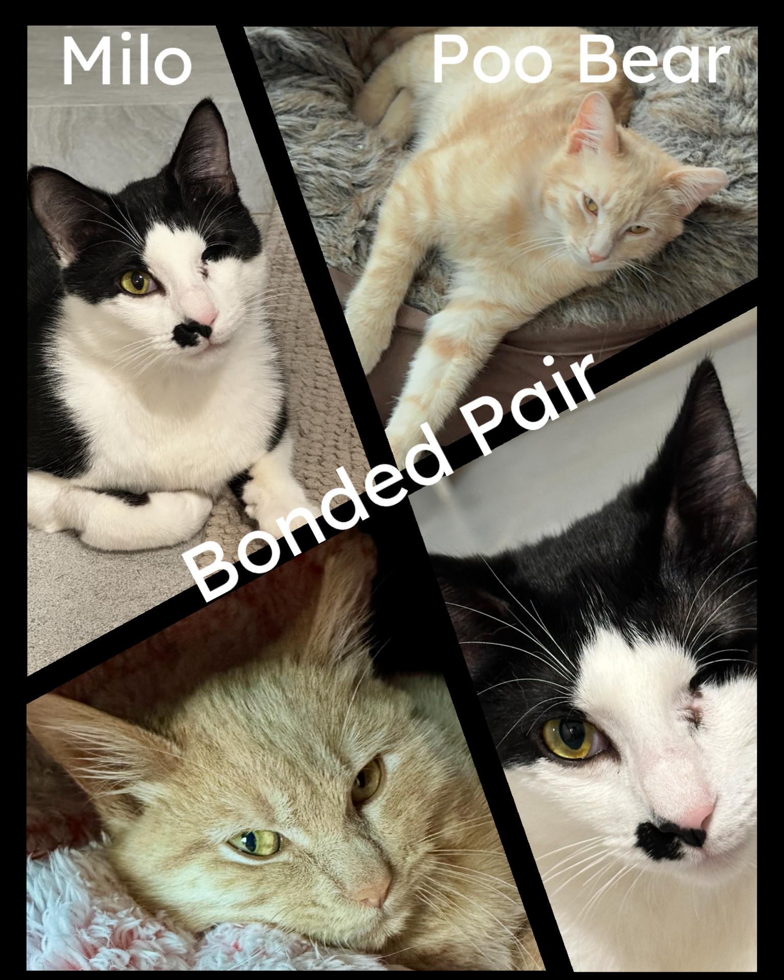 Poo Bear, Young Male Domestic Short Hair