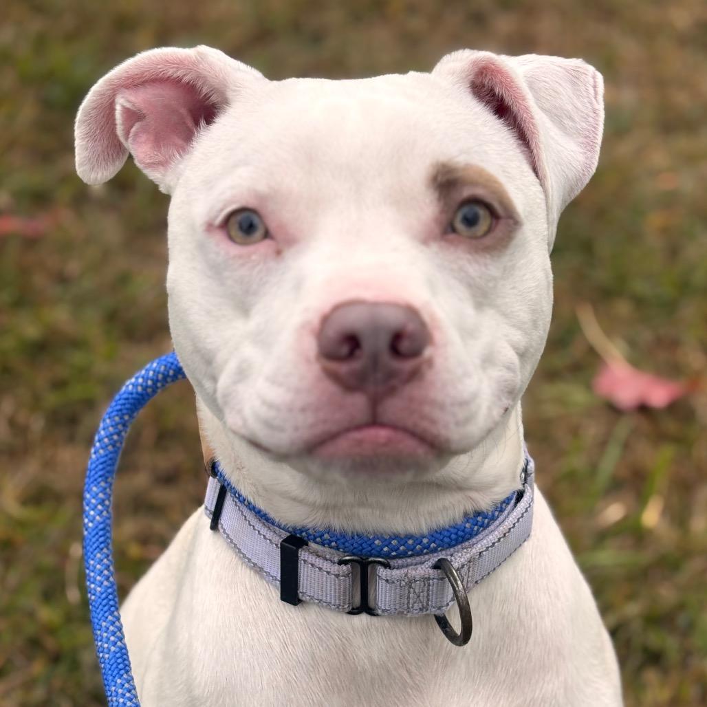 Enlarge Marianne, a Adoptable Pit Bull Terrier in York, PA image 1/6