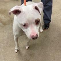 Enlarge Marianne, a Adoptable Pit Bull Terrier in York, PA image 2/6