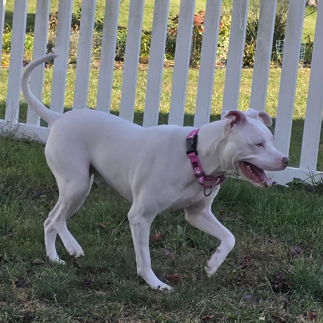 Enlarge Marianne, a Adoptable Pit Bull Terrier in York, PA image 3/6