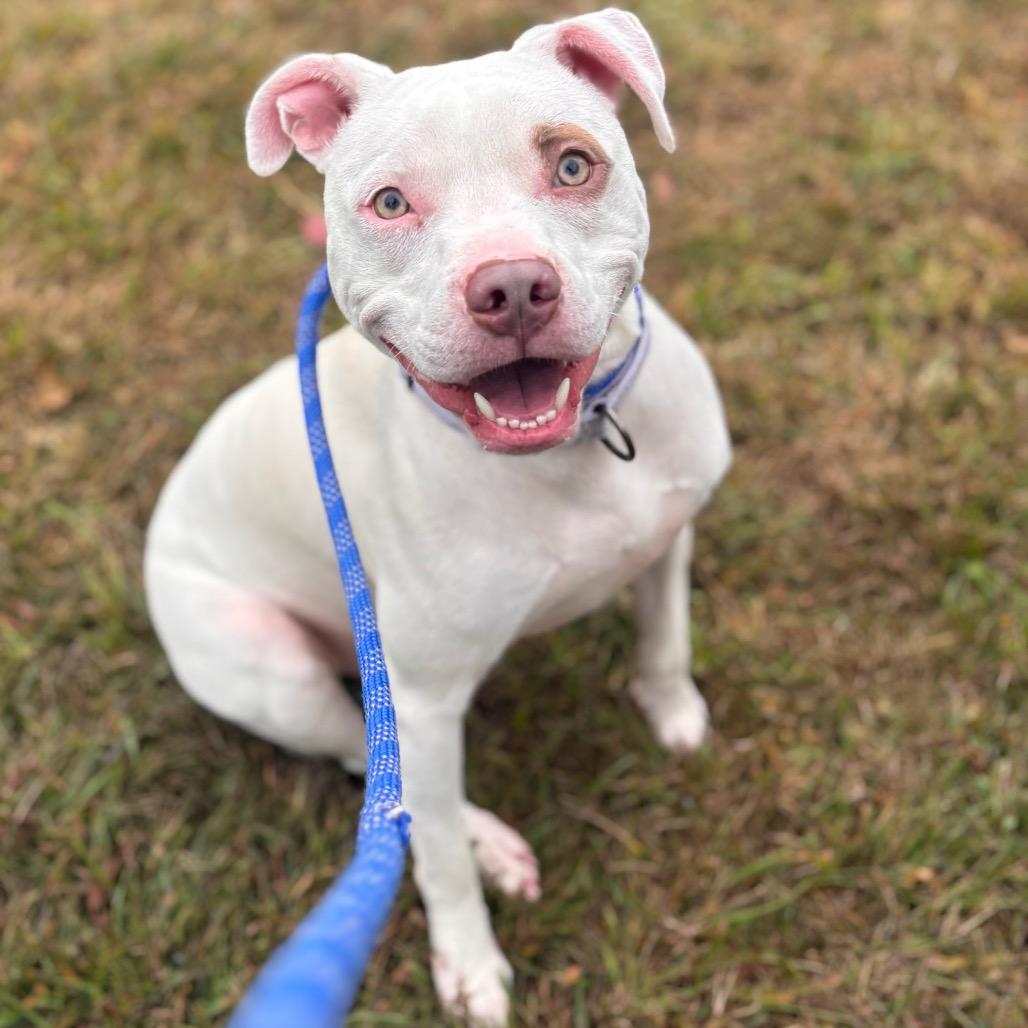 Enlarge Marianne, a Adoptable Pit Bull Terrier in York, PA image 4/6