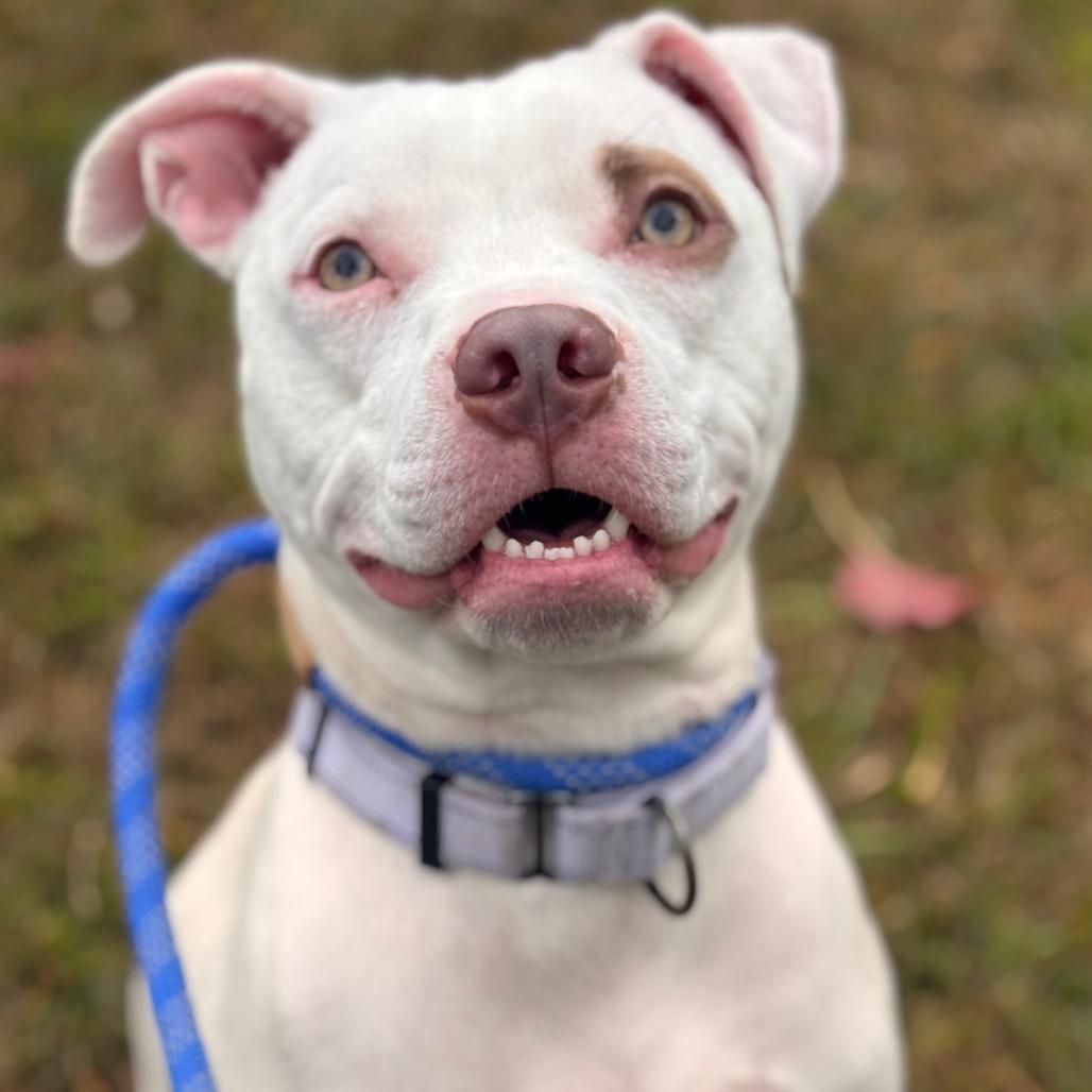 Enlarge Marianne, a Adoptable Pit Bull Terrier in York, PA image 5/6