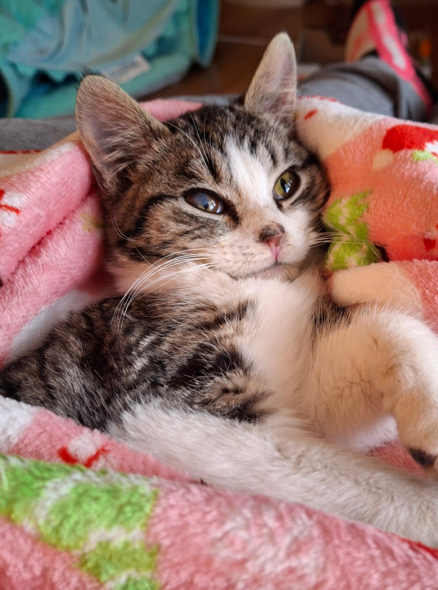 Enlarge Sprinklesworth, a ADOPTABLE mixed breed in Watertown, WI image 3/3