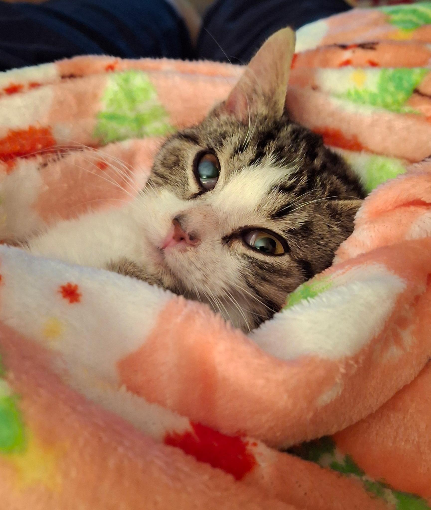 Enlarge Sprinklesworth, a ADOPTABLE mixed breed in Watertown, WI image 1/3