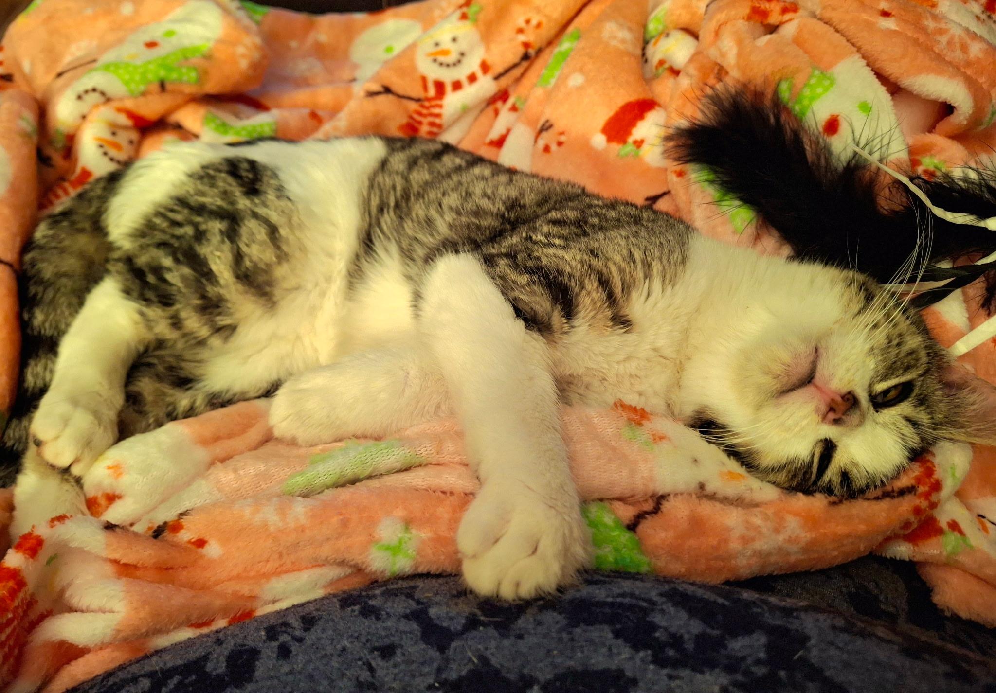 Enlarge Sprinklesworth, a ADOPTABLE mixed breed in Watertown, WI image 2/3