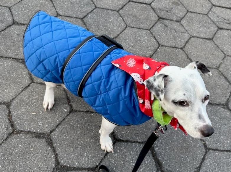 Cardy B (aka Cartmill), a Adoptable mixed breed in Brooklyn, NY image 2/6