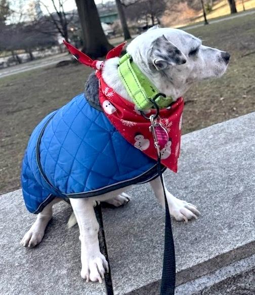 Cardy B (aka Cartmill), a Adoptable mixed breed in Brooklyn, NY image 6/6
