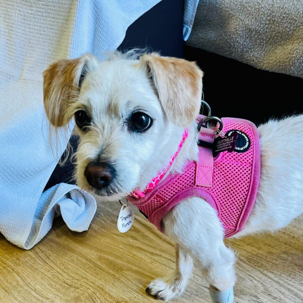 Tropical Punch 14267, Adoptable, Senior Female Terrier.