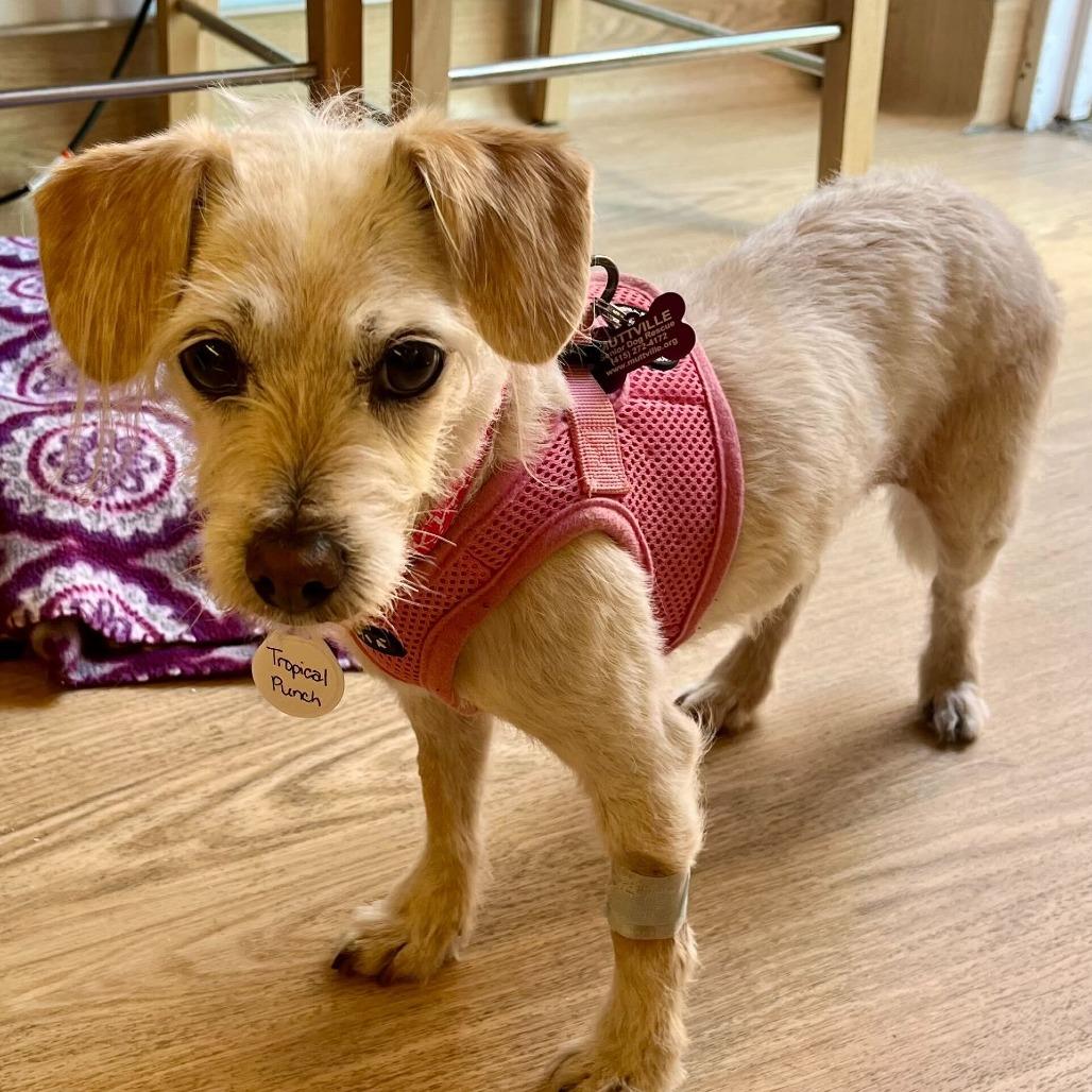 Tropical Punch 14267, a Adoptable Terrier in San Francisco, CA image 2/6