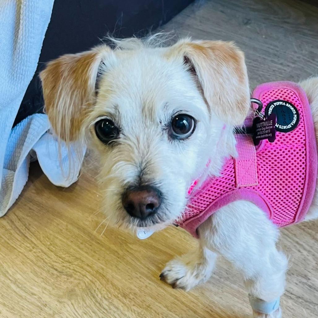 Tropical Punch 14267, a Adoptable Terrier in San Francisco, CA image 3/6