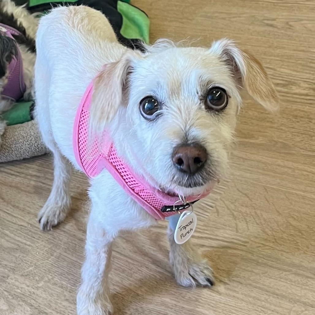 Tropical Punch 14267, a Adoptable Terrier in San Francisco, CA image 4/6