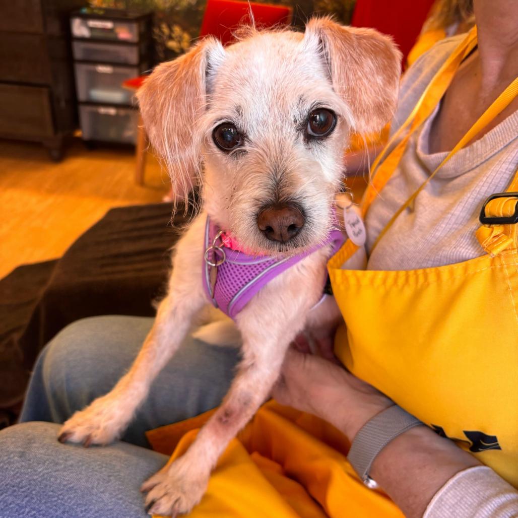 Tropical Punch 14267, a Adoptable Terrier in San Francisco, CA image 5/6