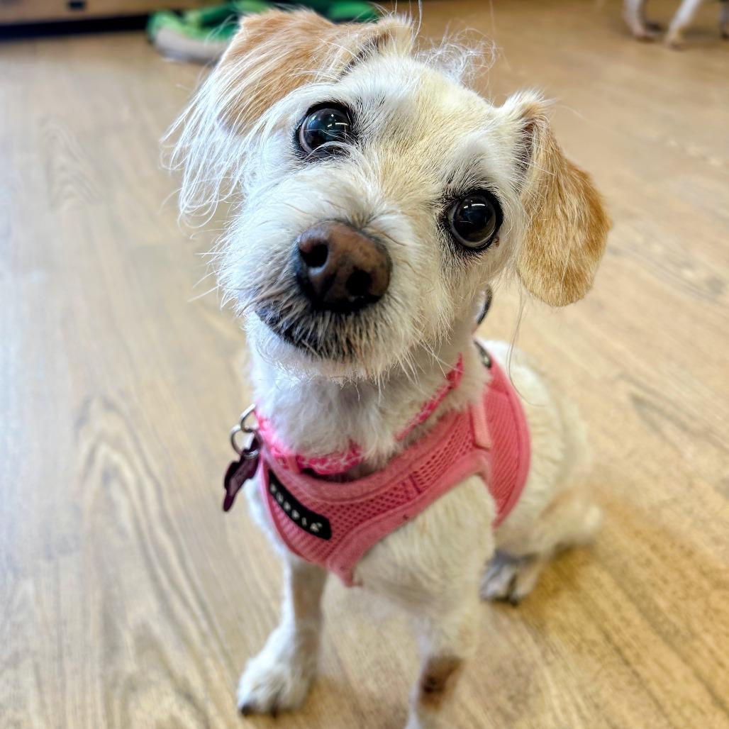 Tropical Punch 14267, a Adoptable Terrier in San Francisco, CA image 6/6