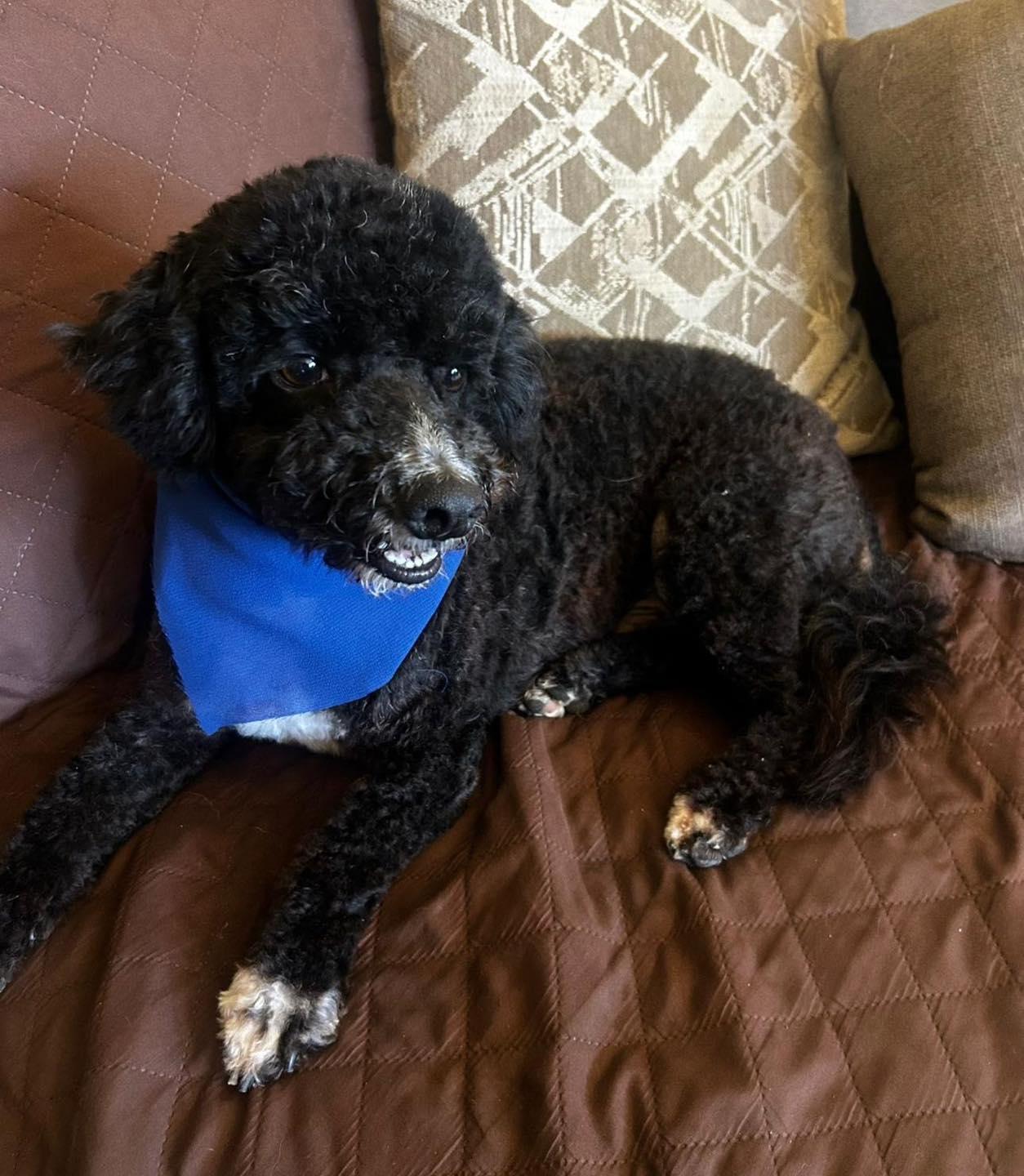Tommy available at Charlie's Little Dog House Bonded with Sasha, adopted, Adult Male Miniature Poodle.
