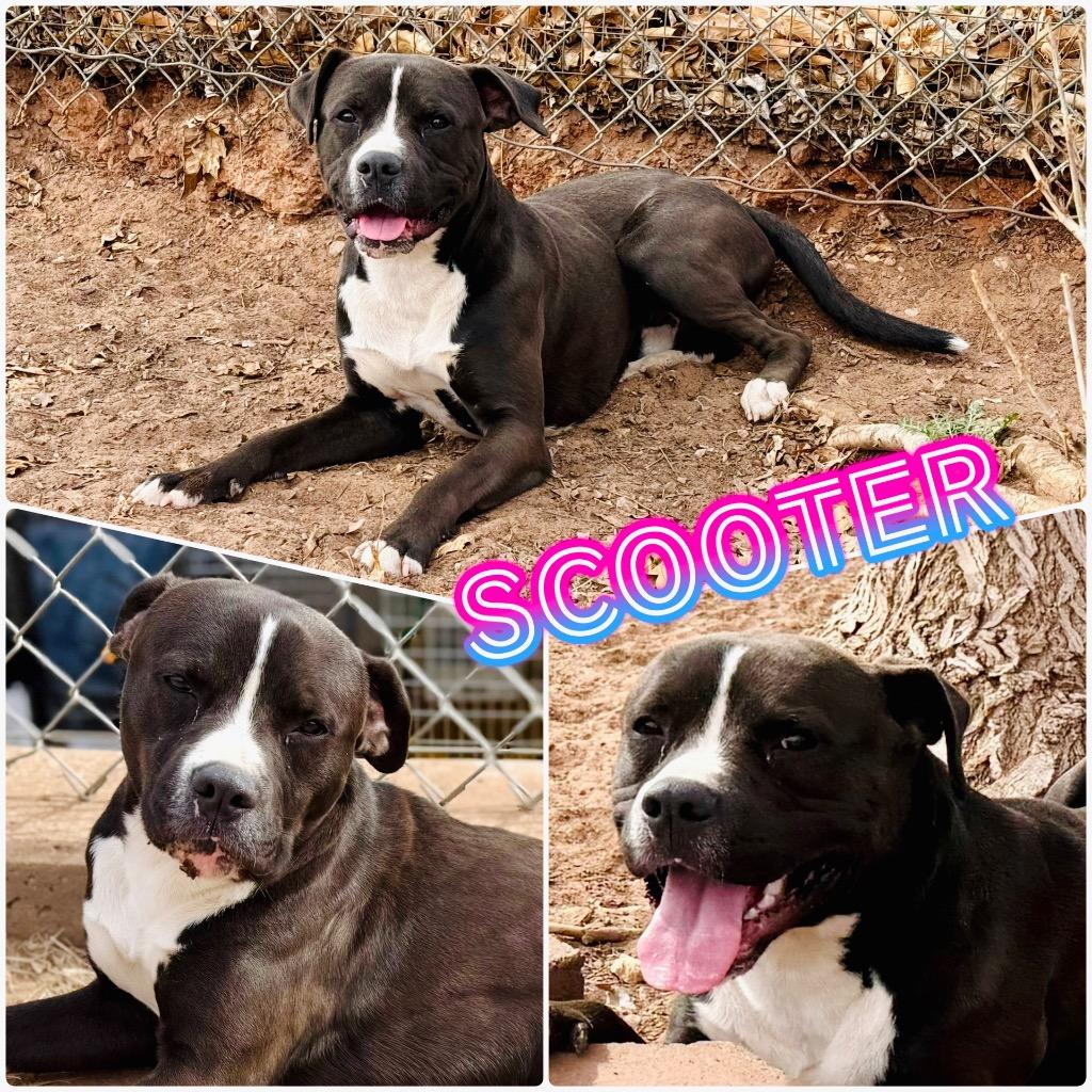 Scooter, ADOPTABLE, Adult Male Pit Bull Terrier.