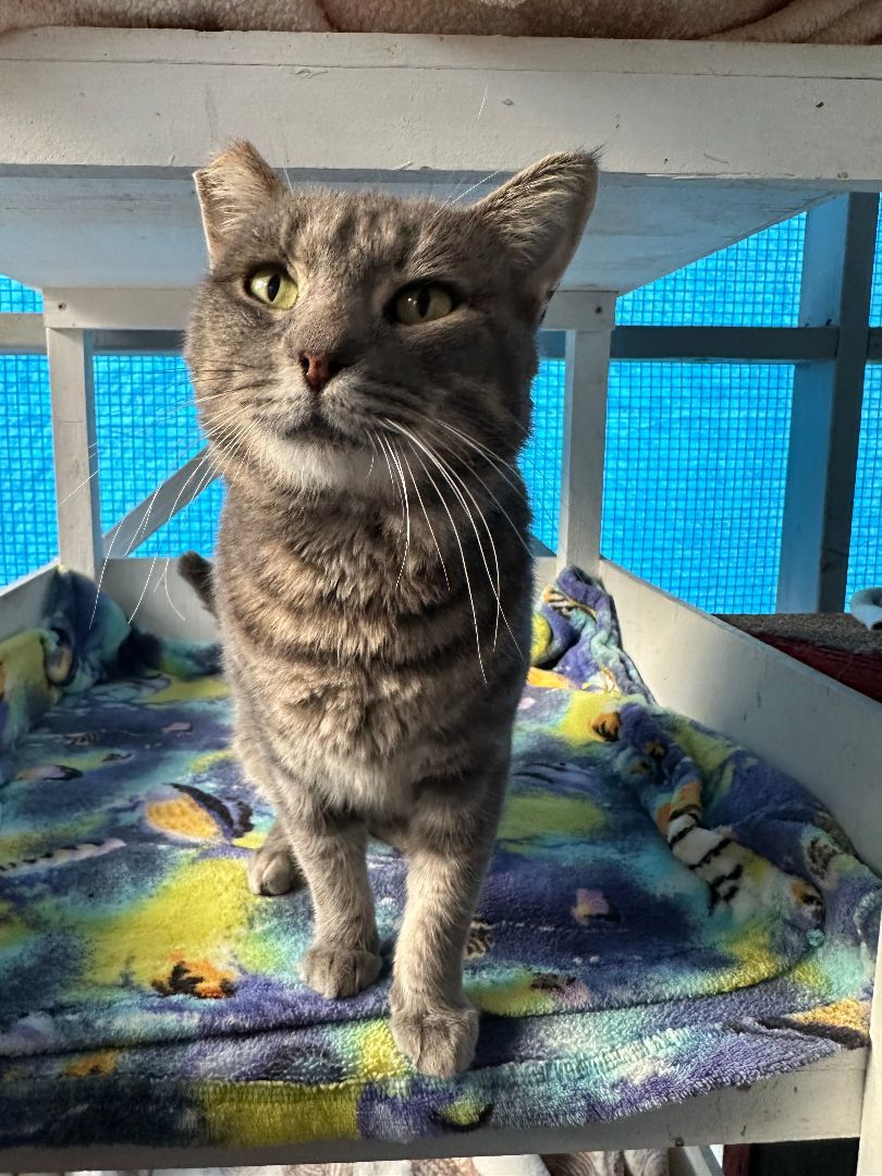 Comet, Adoptable, Adult Male Domestic Short Hair.