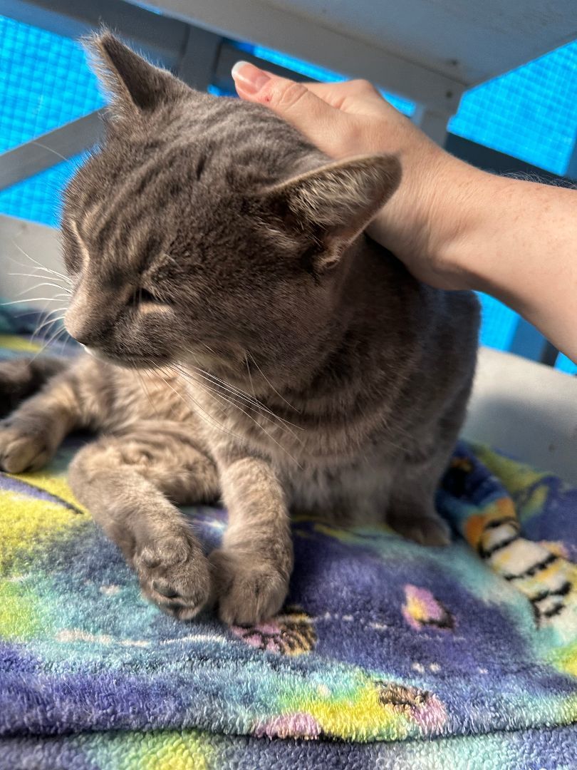 Enlarge Comet, a Adoptable Domestic Short Hair in El Cajon, CA image 2/5