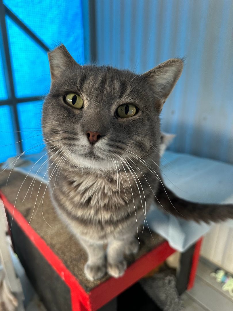 Enlarge Comet, a Adoptable Domestic Short Hair in El Cajon, CA image 3/5