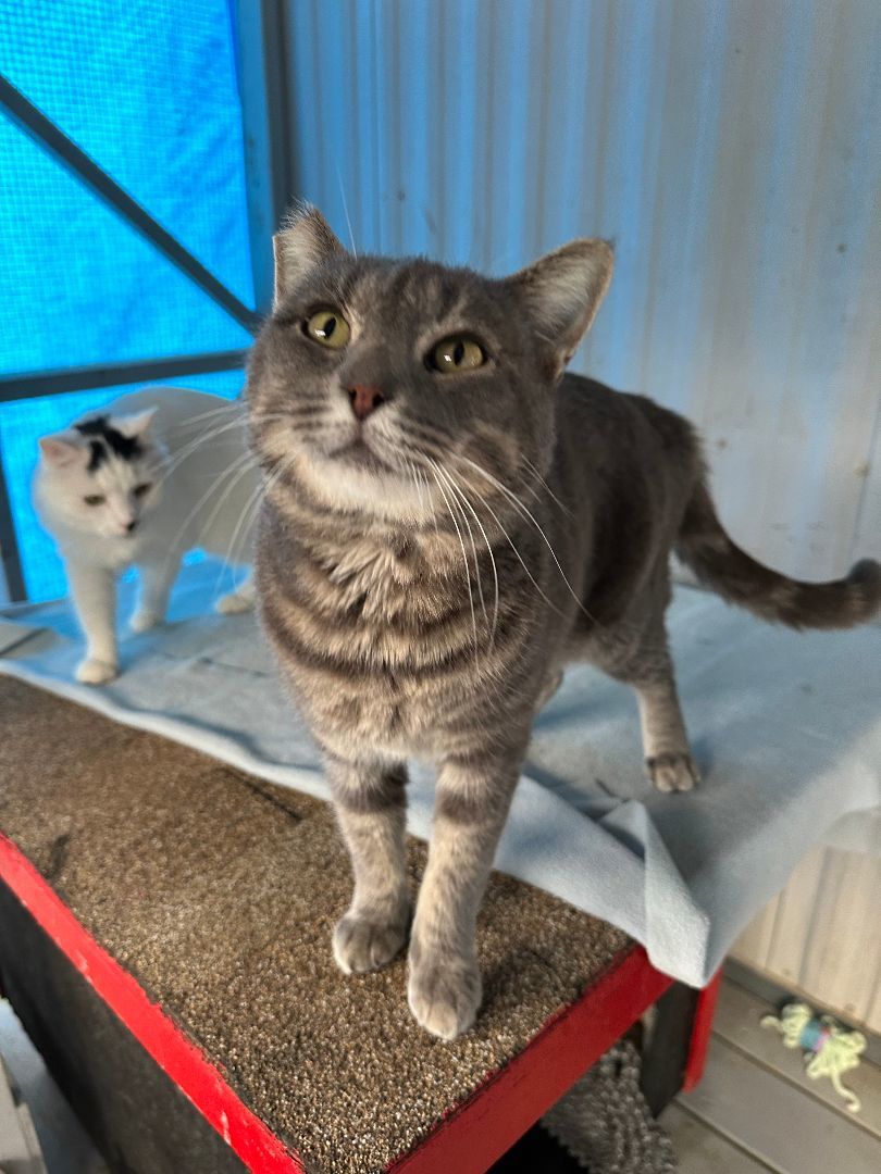 Enlarge Comet, a Adoptable Domestic Short Hair in El Cajon, CA image 4/5