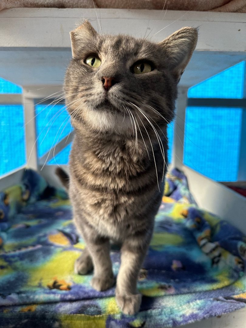 Enlarge Comet, a Adoptable Domestic Short Hair in El Cajon, CA image 5/5