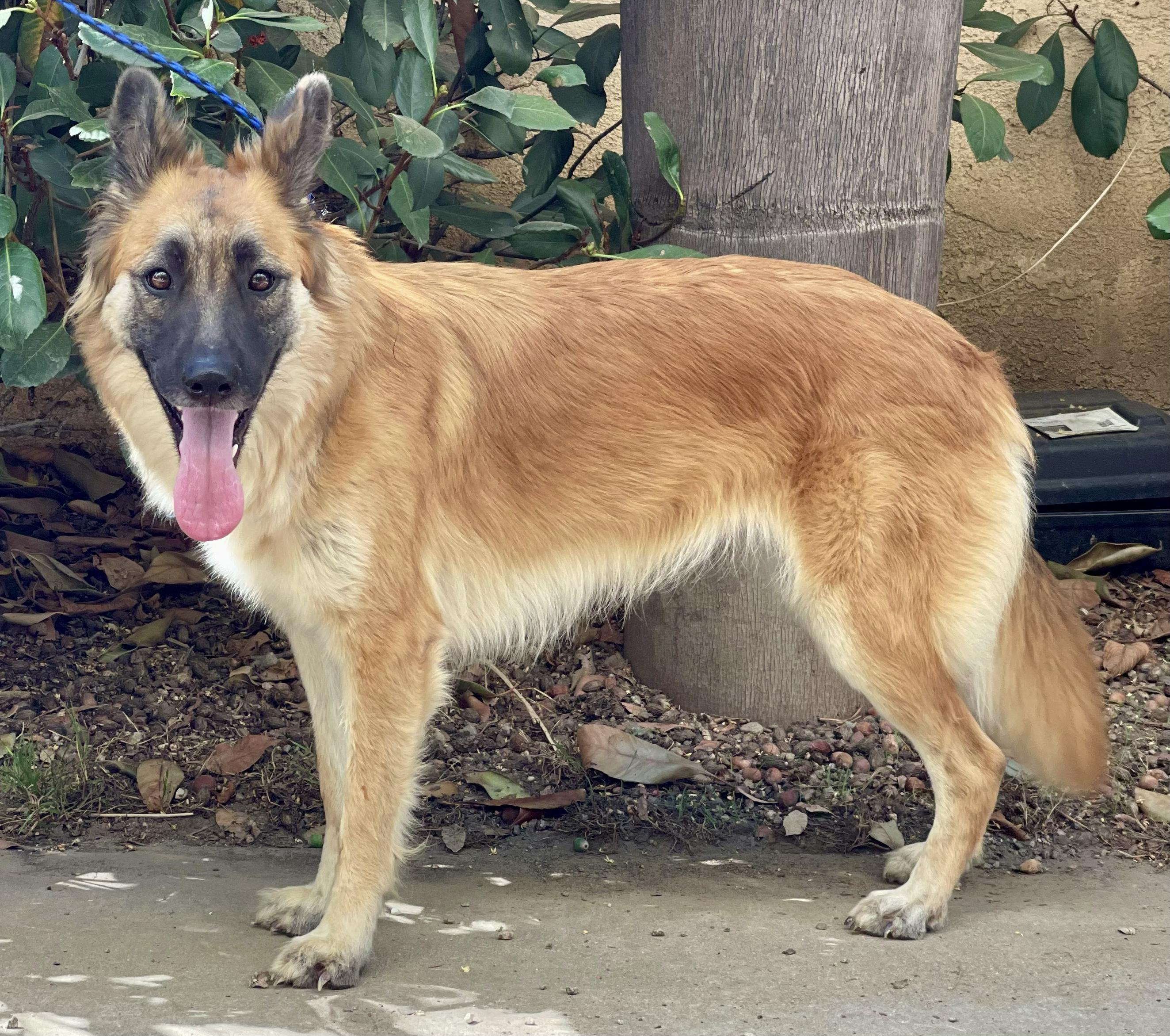 Enlarge SHILOH, a Adoptable mixed breed in Bell Gardens, CA image 5/6