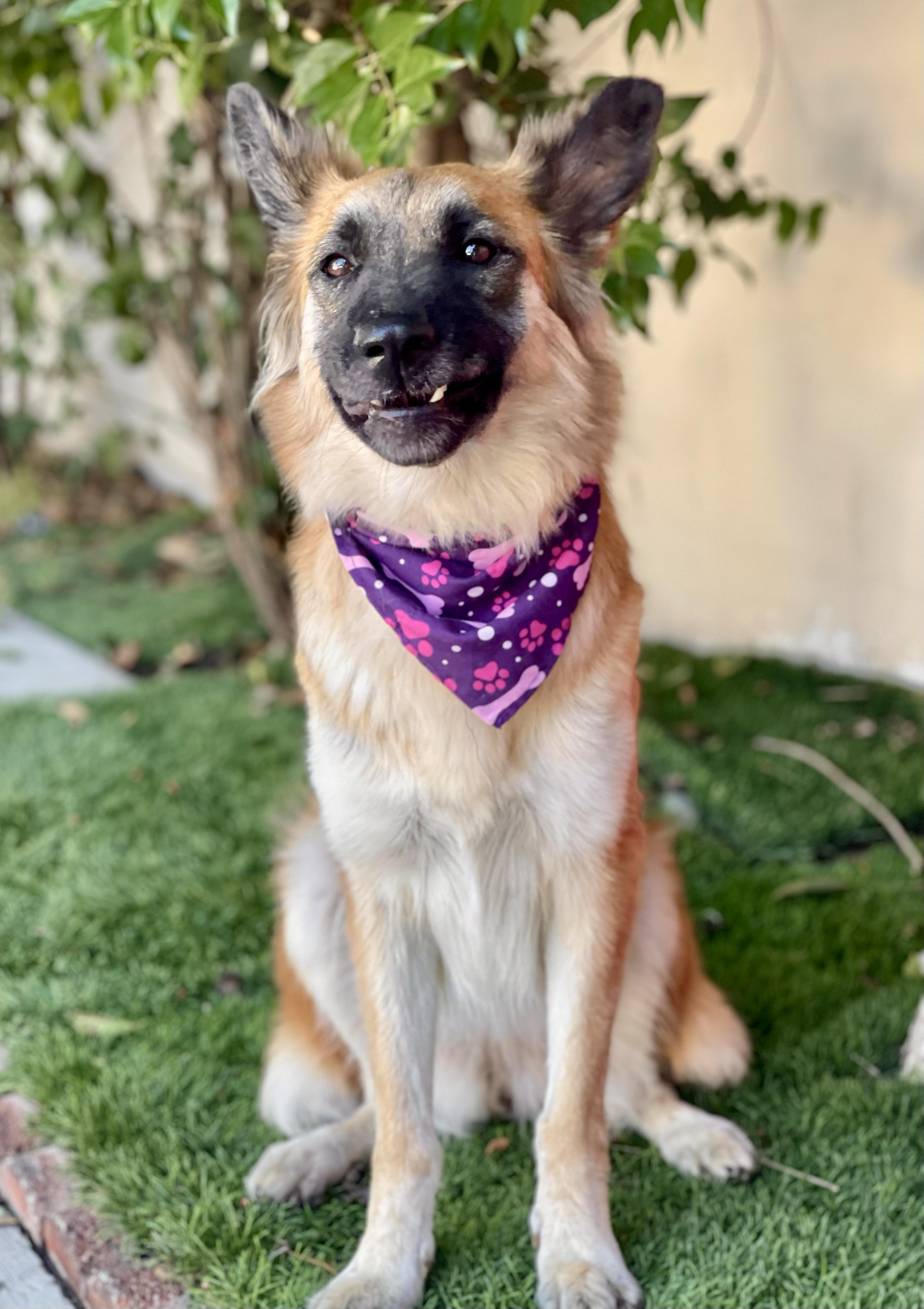 Enlarge SHILOH, a Adoptable mixed breed in Bell Gardens, CA image 3/6