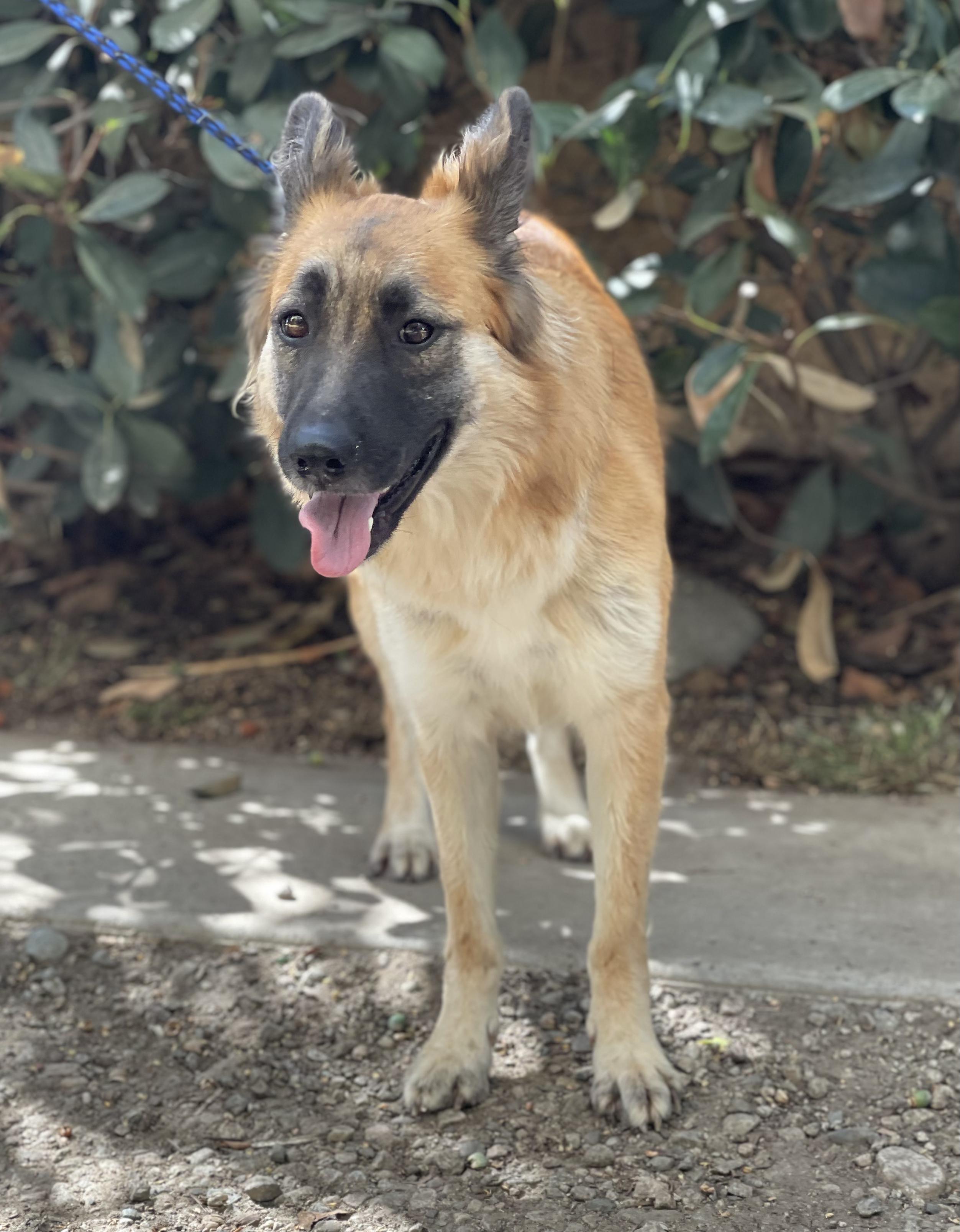 Enlarge SHILOH, a Adoptable mixed breed in Bell Gardens, CA image 4/6