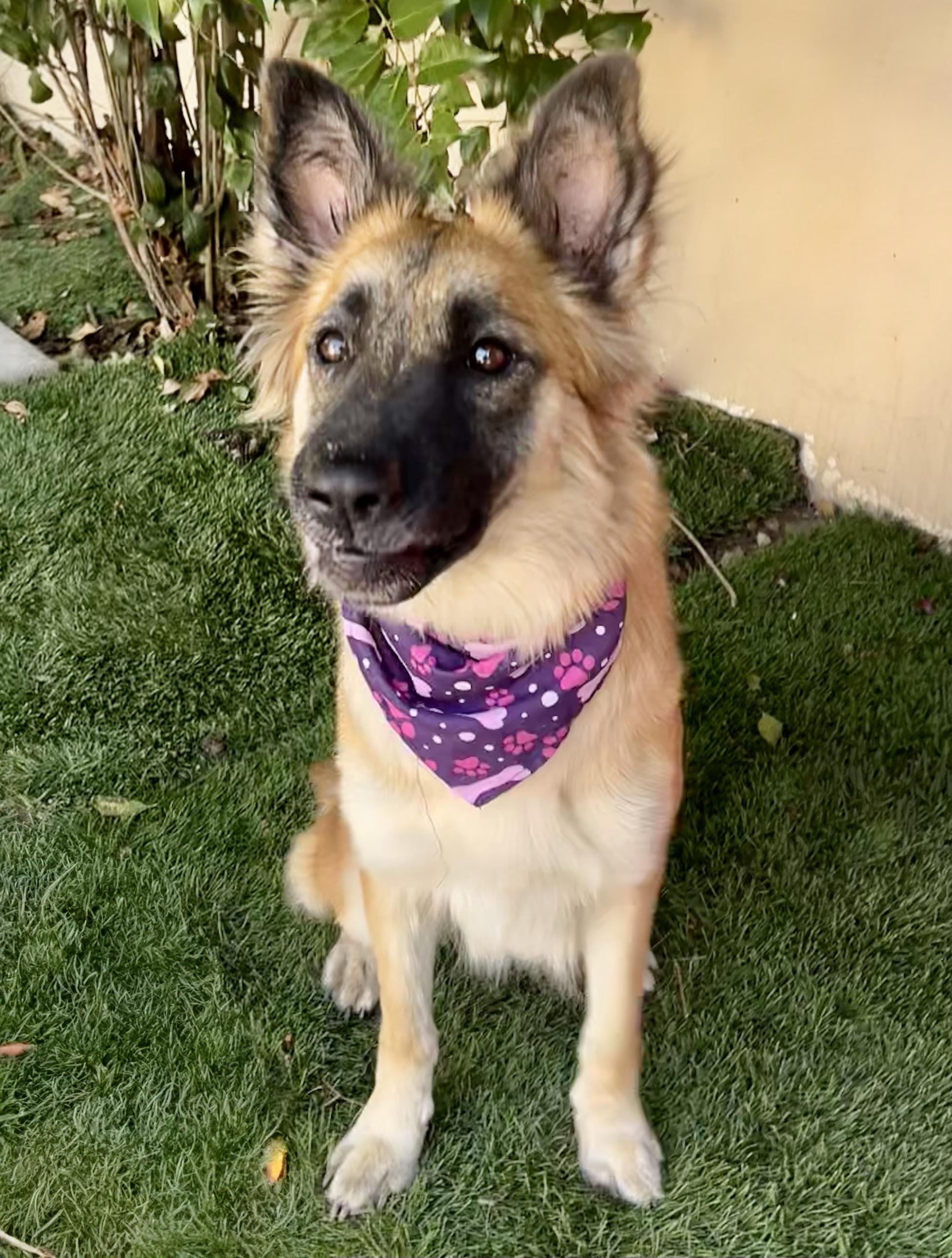 Enlarge SHILOH, a Adoptable mixed breed in Bell Gardens, CA image 2/6