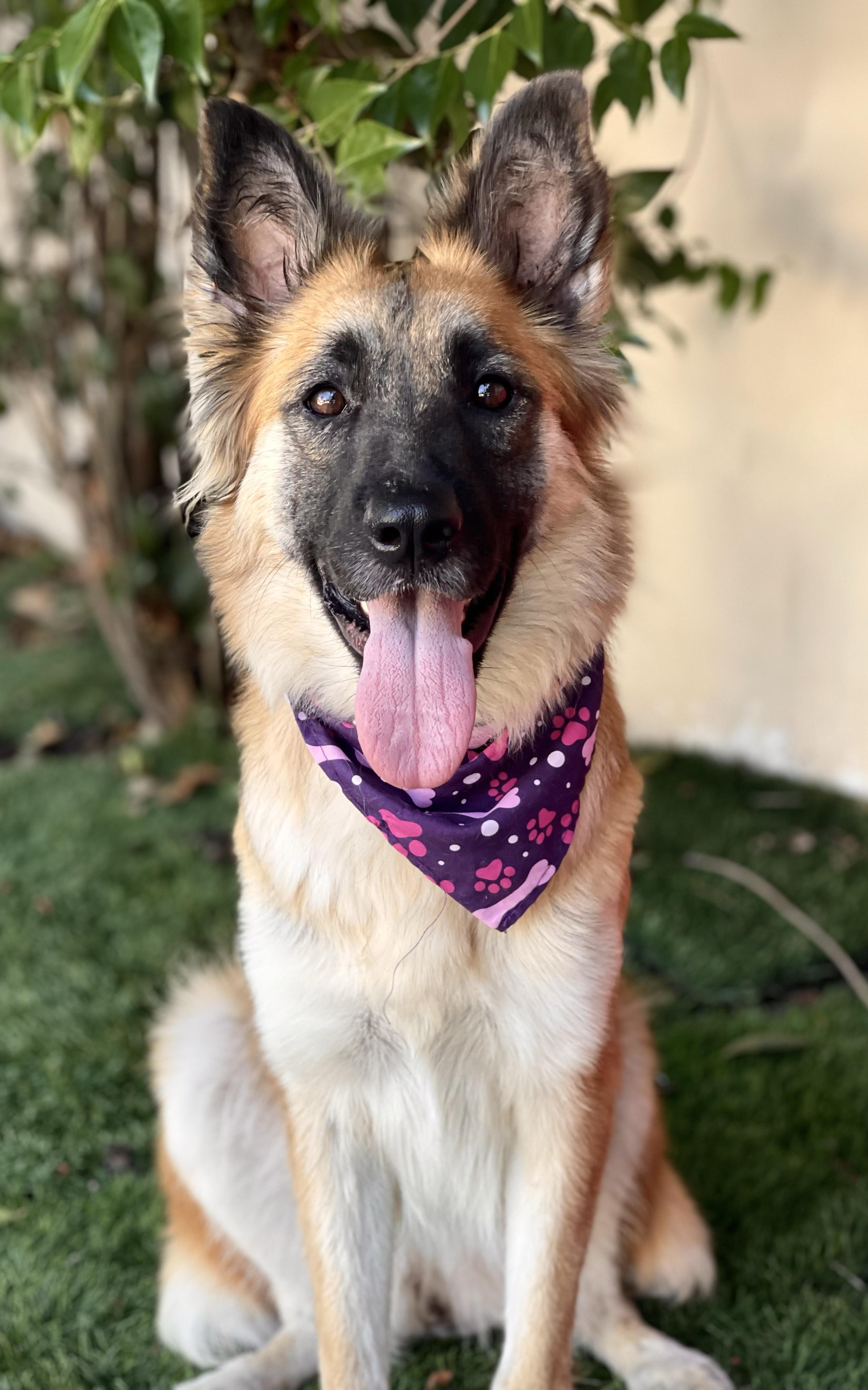 Enlarge SHILOH, a Adoptable mixed breed in Bell Gardens, CA image 1/6
