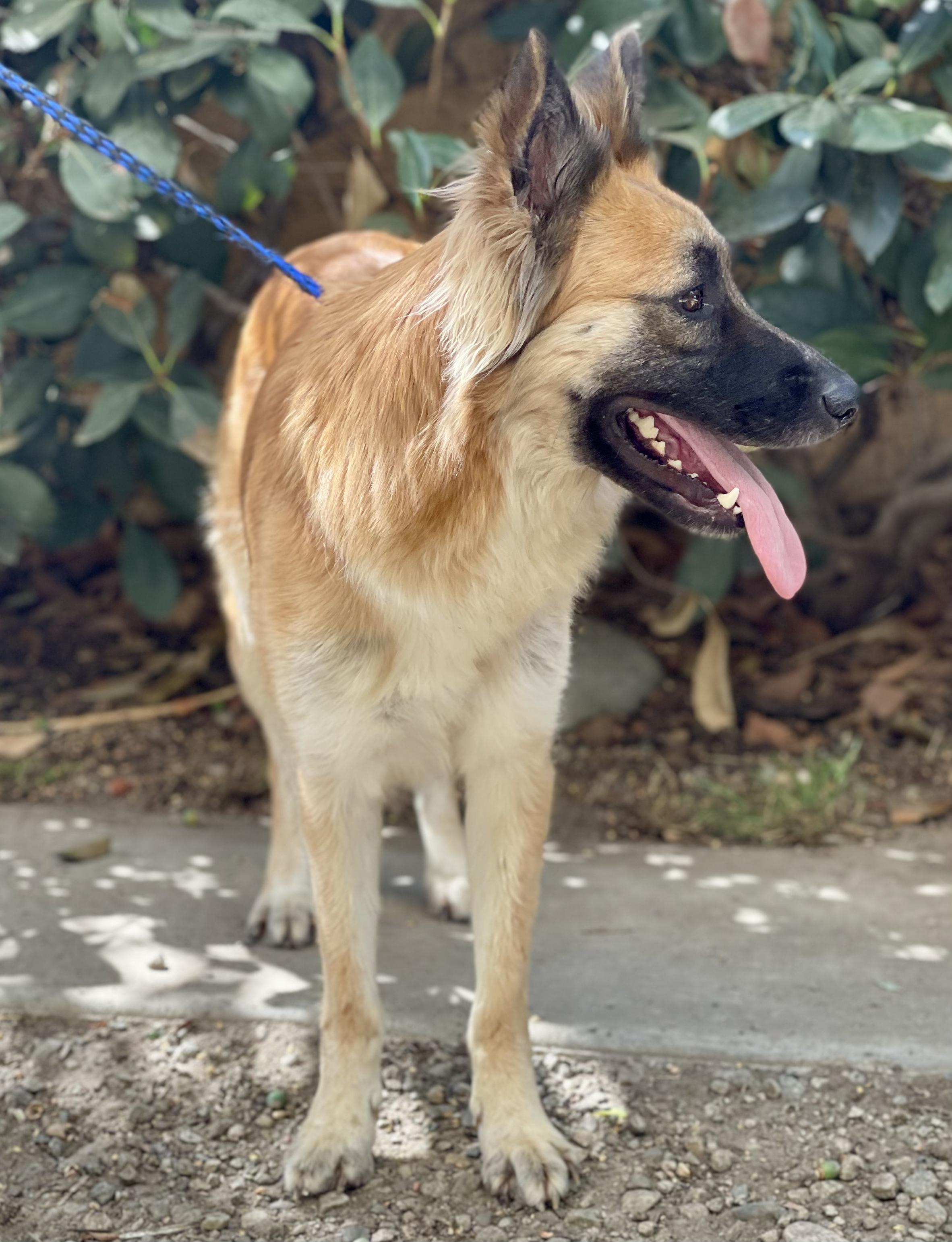 Enlarge SHILOH, a Adoptable mixed breed in Bell Gardens, CA image 6/6