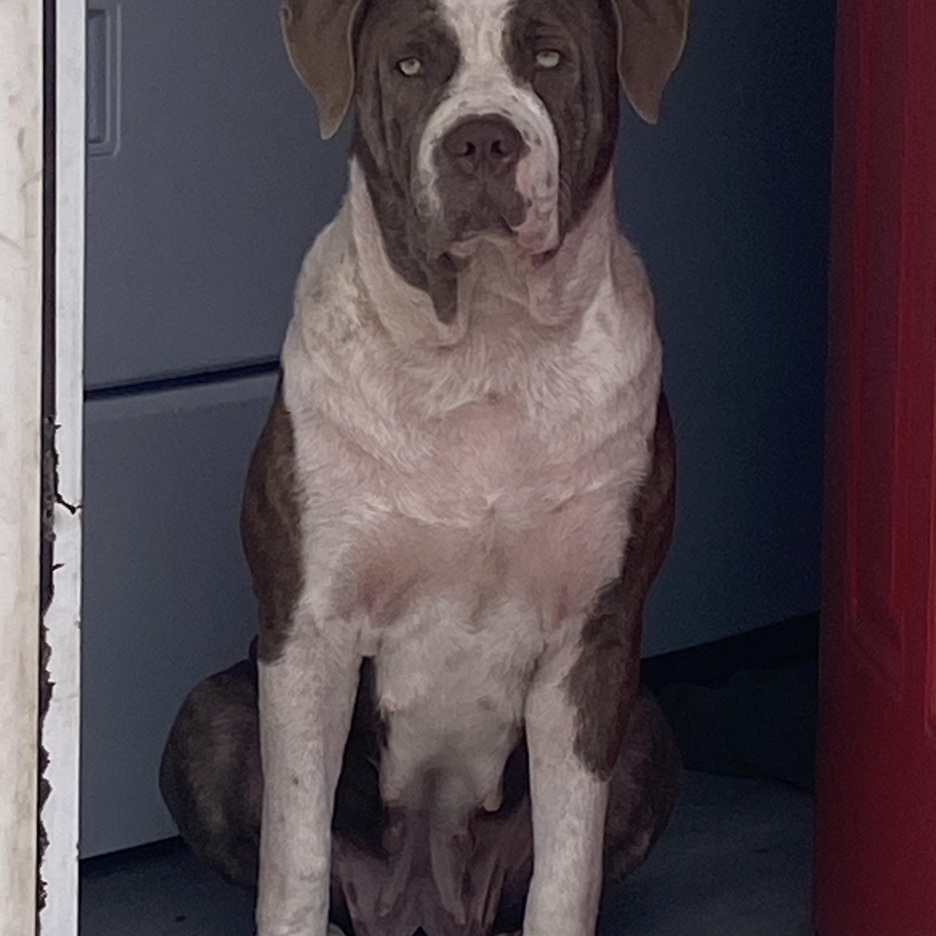 Enlarge Beth, a Adoptable mixed breed in Van Nuys , CA image 3/4