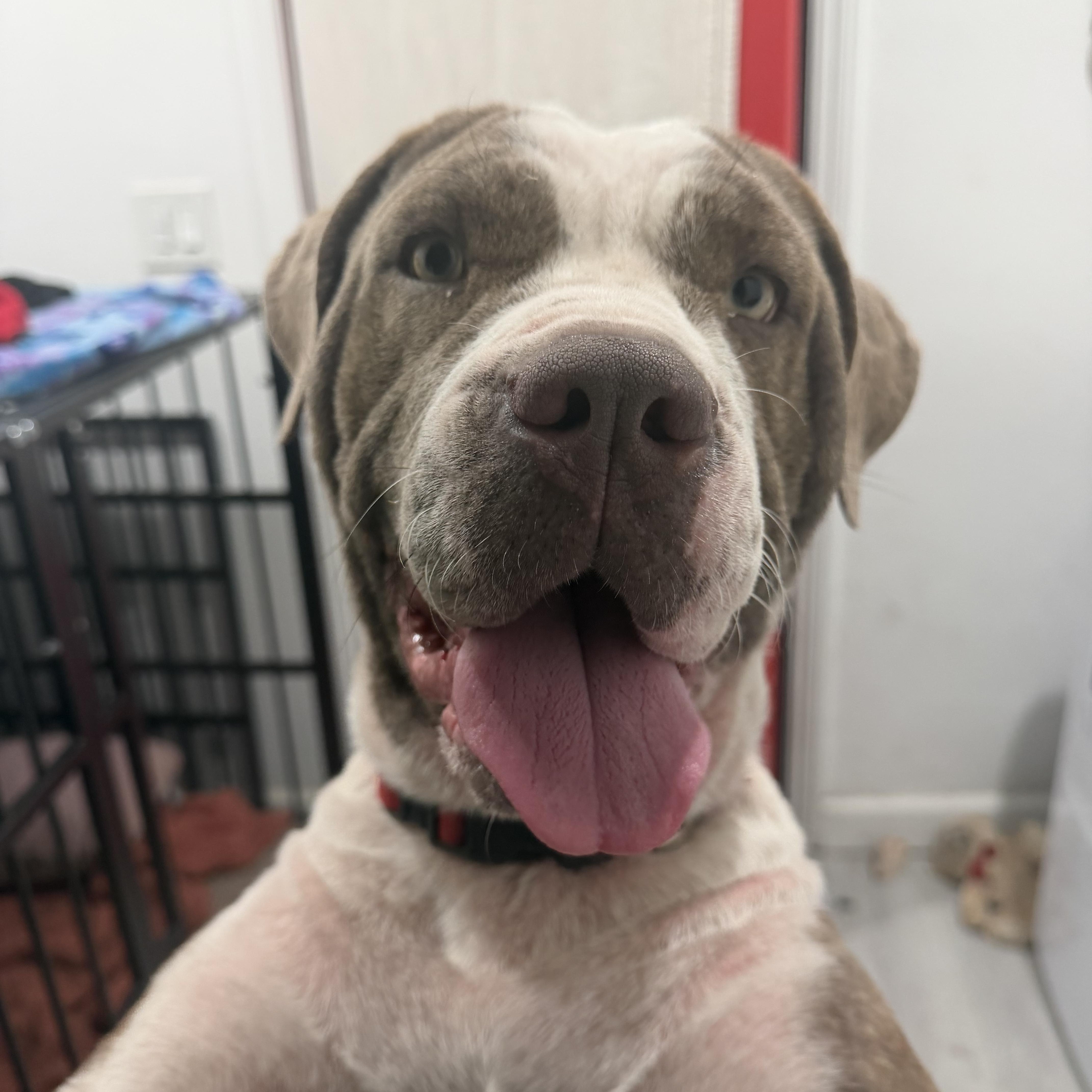 Enlarge Beth, a Adoptable mixed breed in Van Nuys , CA image 1/4