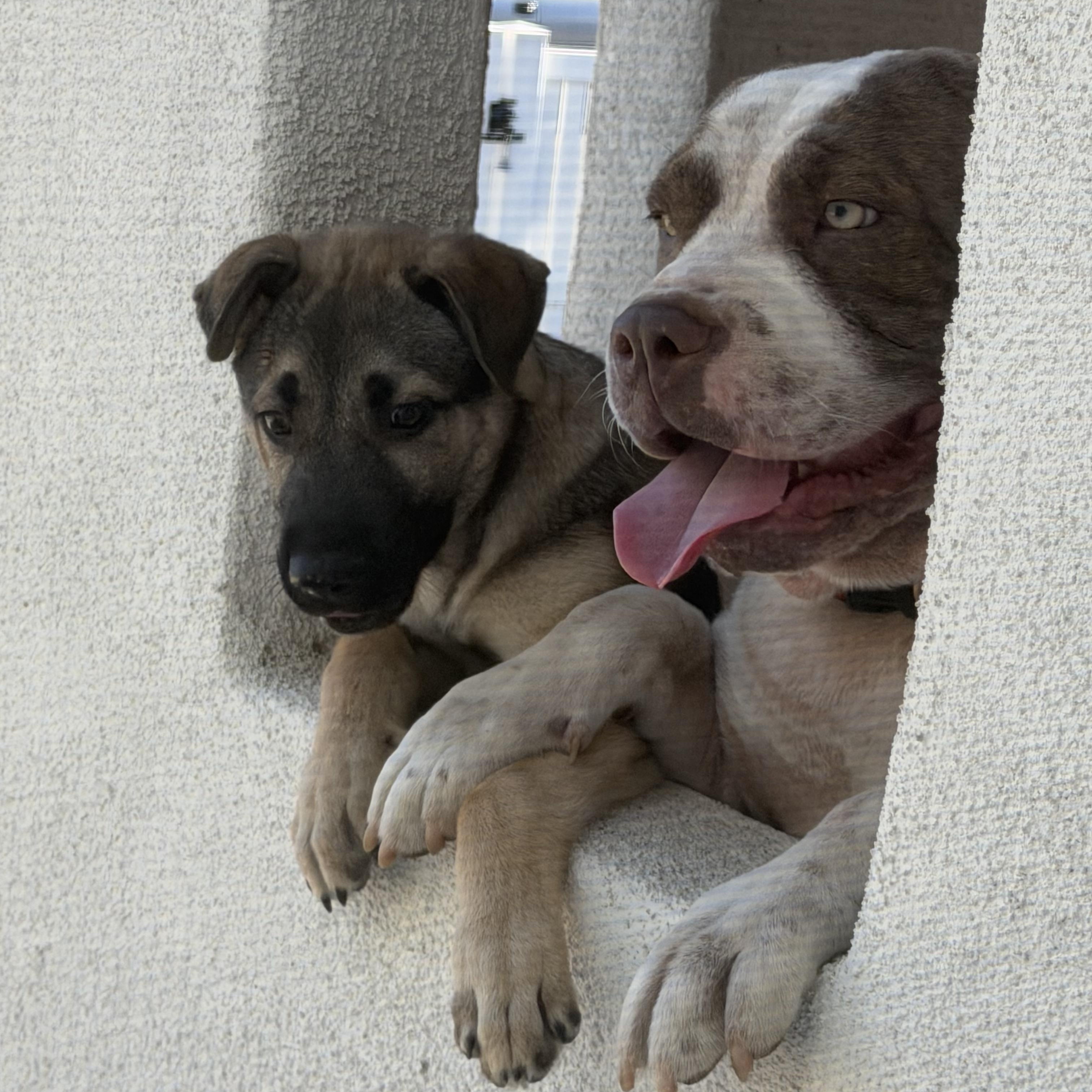 Enlarge Beth, a Adoptable mixed breed in Van Nuys , CA image 2/4
