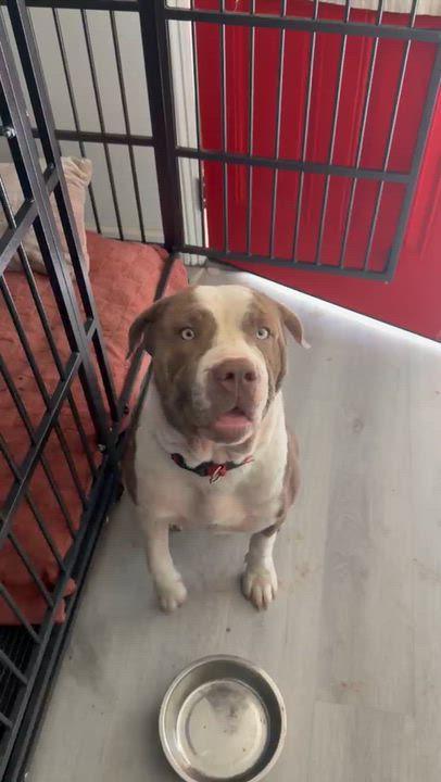 Enlarge Beth, a Adoptable mixed breed in Van Nuys , CA video 4/4