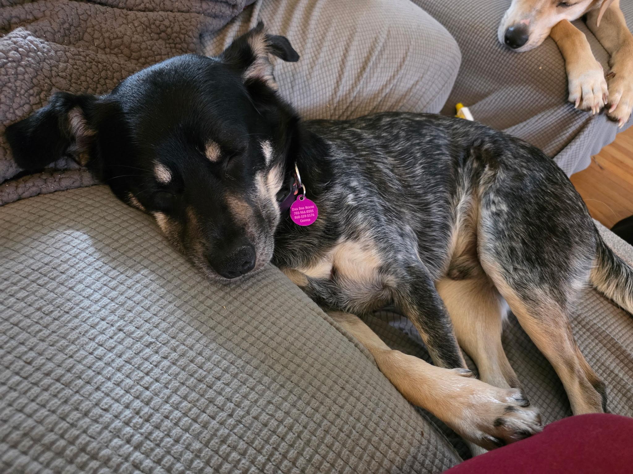 Flatiron, an adopted mixed breed in Chatham, NJ image 4/5