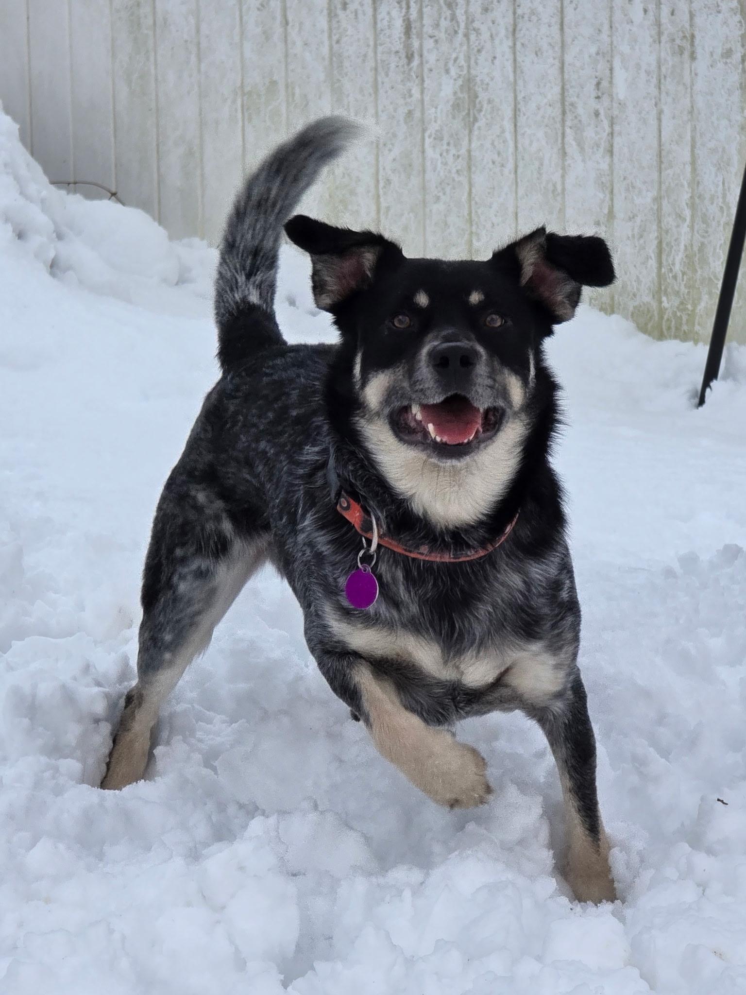 Flatiron, an adopted mixed breed in Chatham, NJ image 2/5