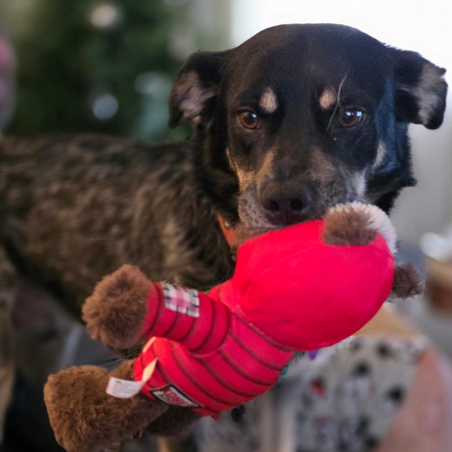 Flatiron, adopted, Adult Male Australian Cattle Dog / Blue Heeler & Australian Shepherd.