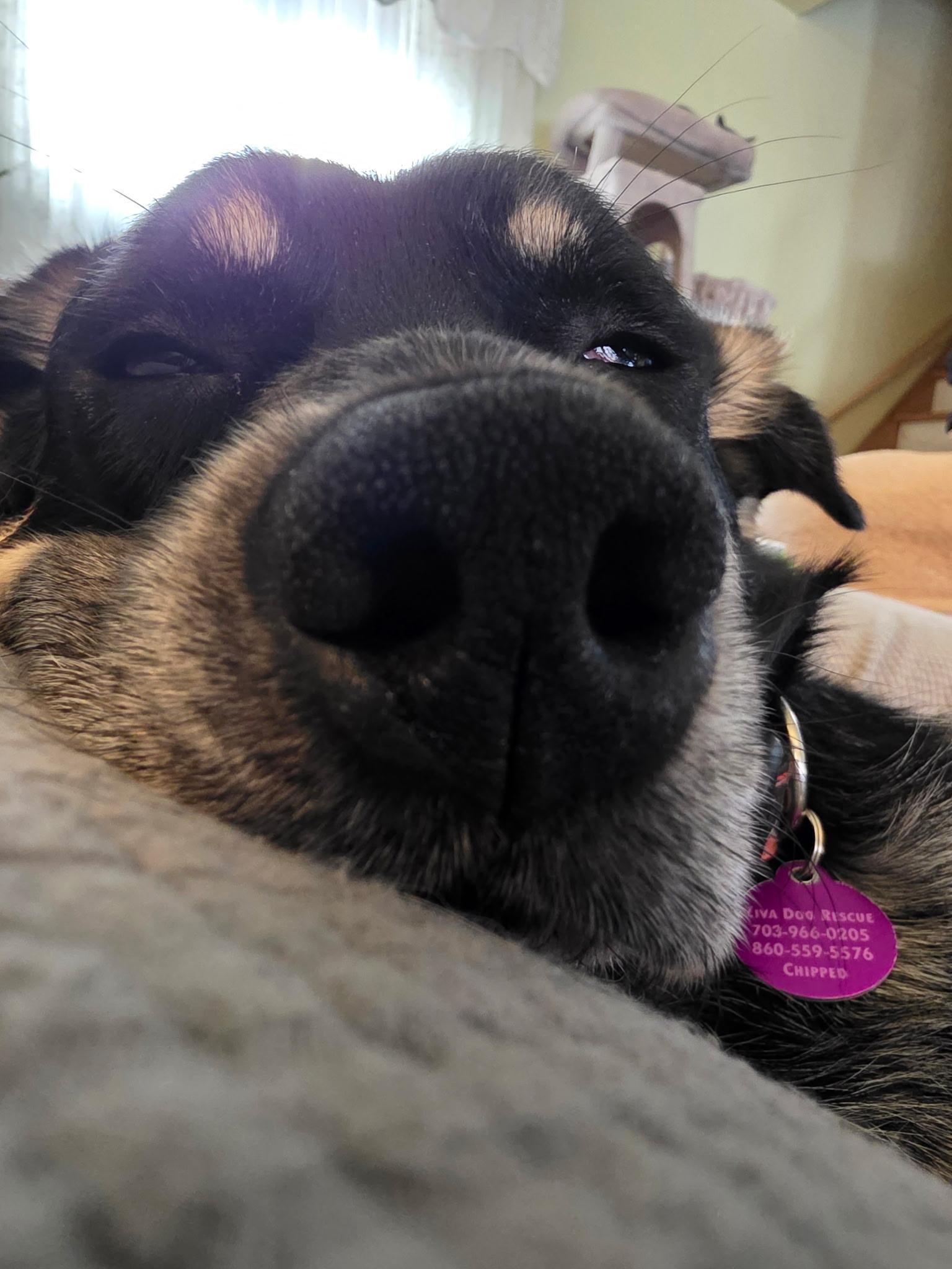 Flatiron, an adopted mixed breed in Chatham, NJ image 5/5